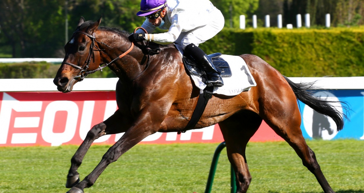 Regardez les courses en direct et découvrez les pronos du Quinté  | Equidia