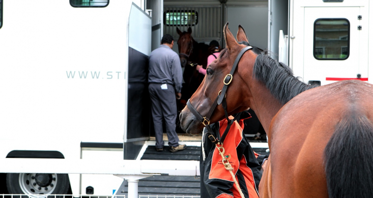 vans transport de chevaux